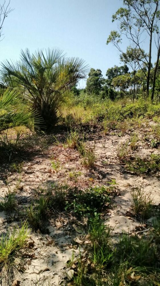 �timo terreno no Estreito em Laguna/SC